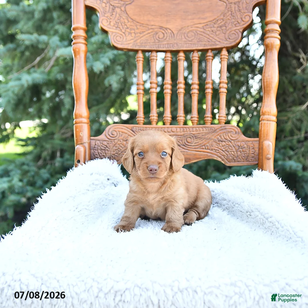 Miniature Dachshund dogs for sale: Kade - Ad 1