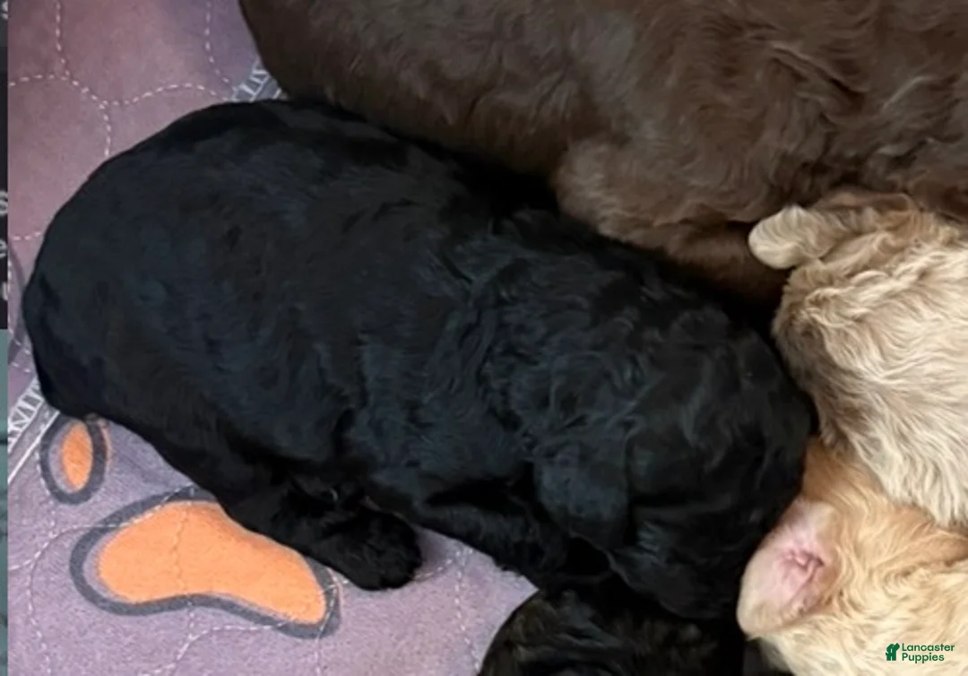 Standard Poodle dogs for sale: Standard Poodle Puppy 5 - Ad 1