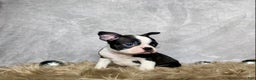 Boston Terrier dogs for sale: Sterling  - Ad 2