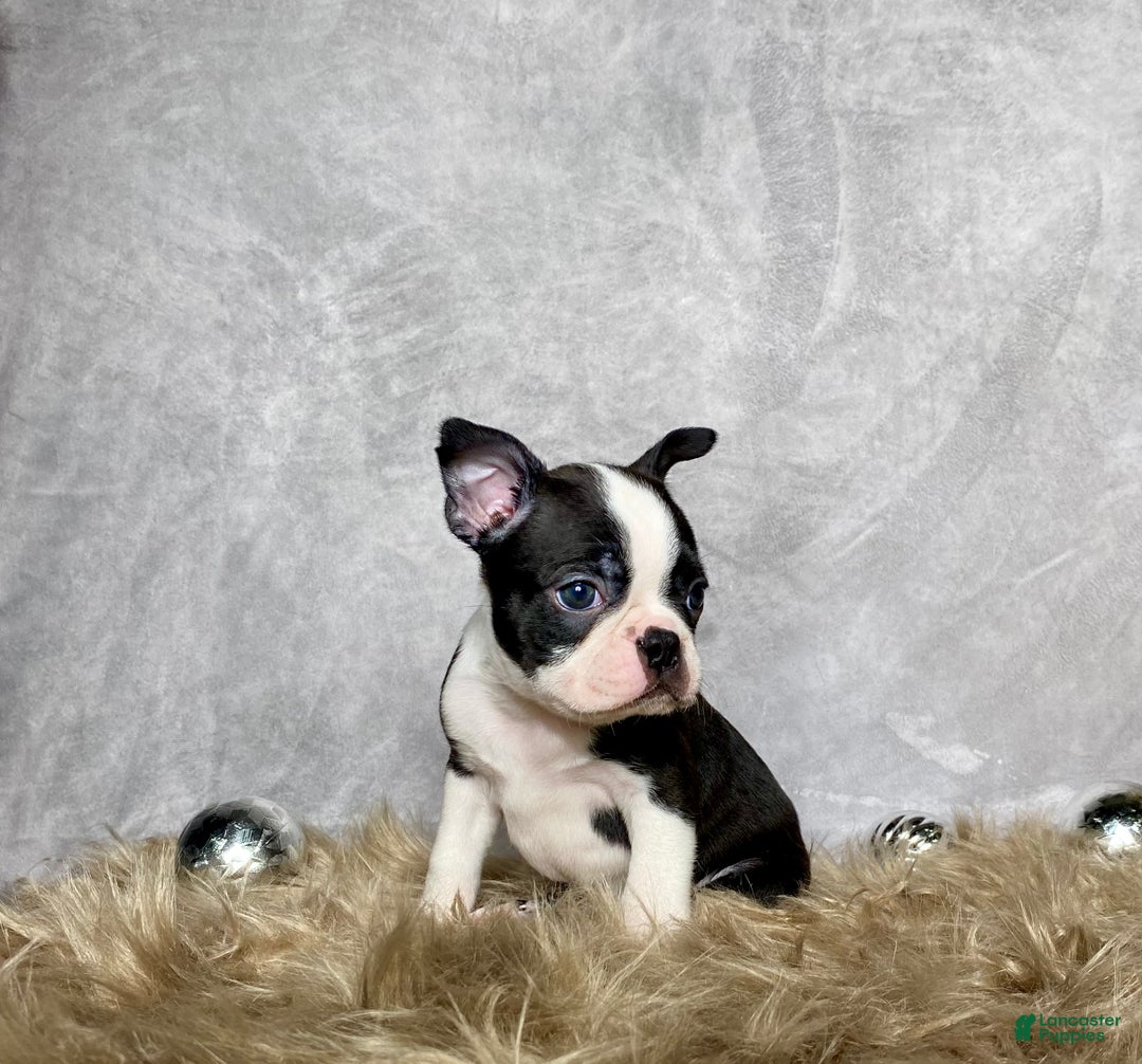 Boston Terrier dogs for sale: Sterling  - Ad 2