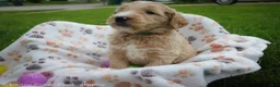 Goldendoodle dogs for sale: Mr Green - Ad 3