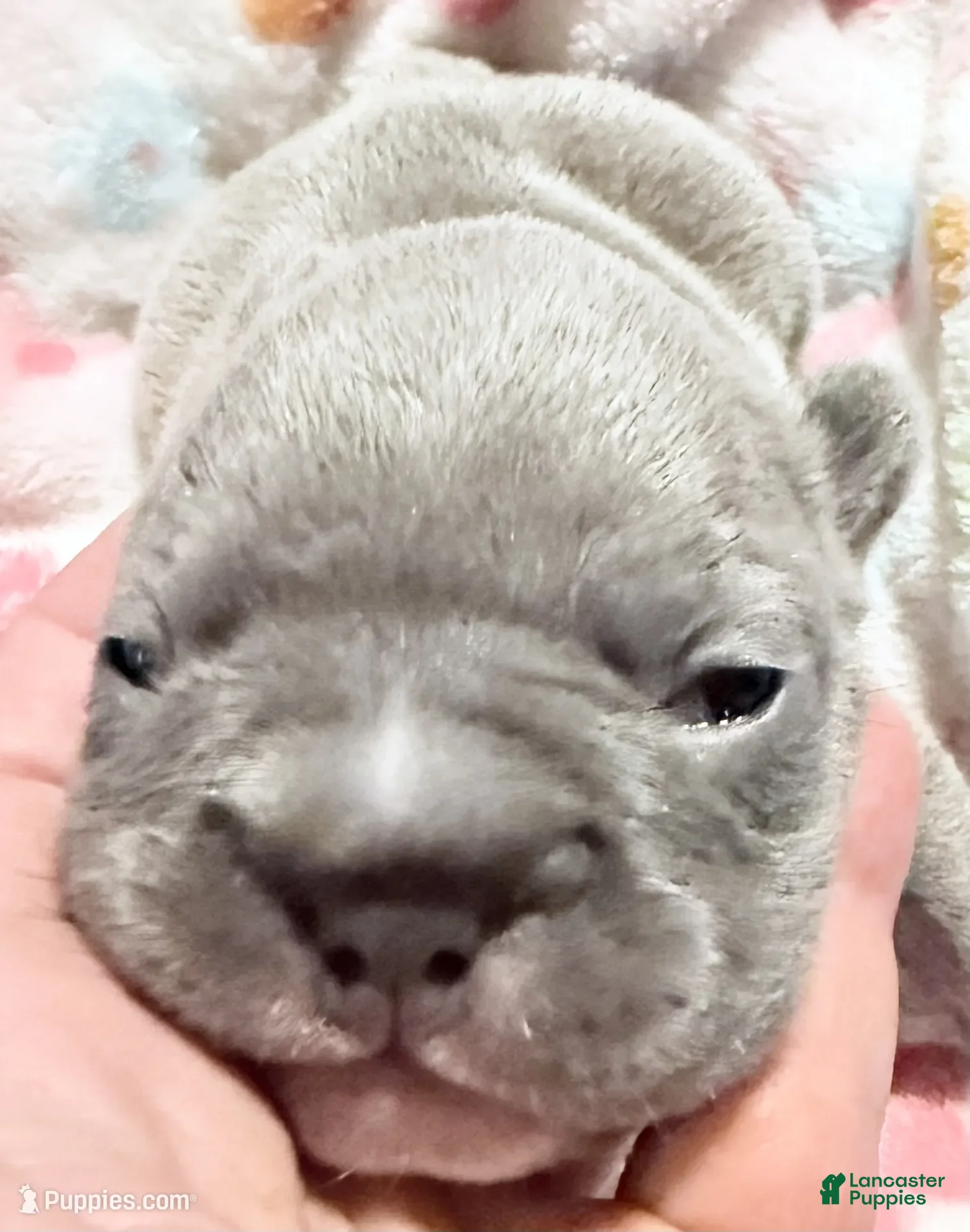 French Bulldog dogs  Beautiful Big Rope - Ad 1