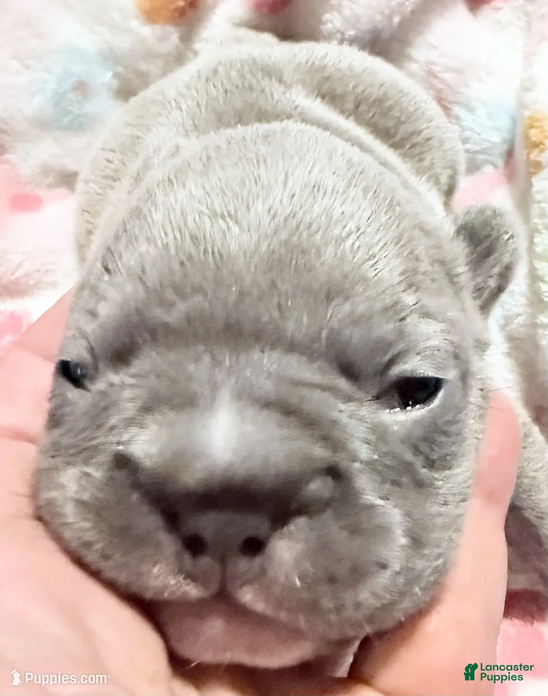 French Bulldog dogs for sale:  Beautiful Big Rope - Ad 1