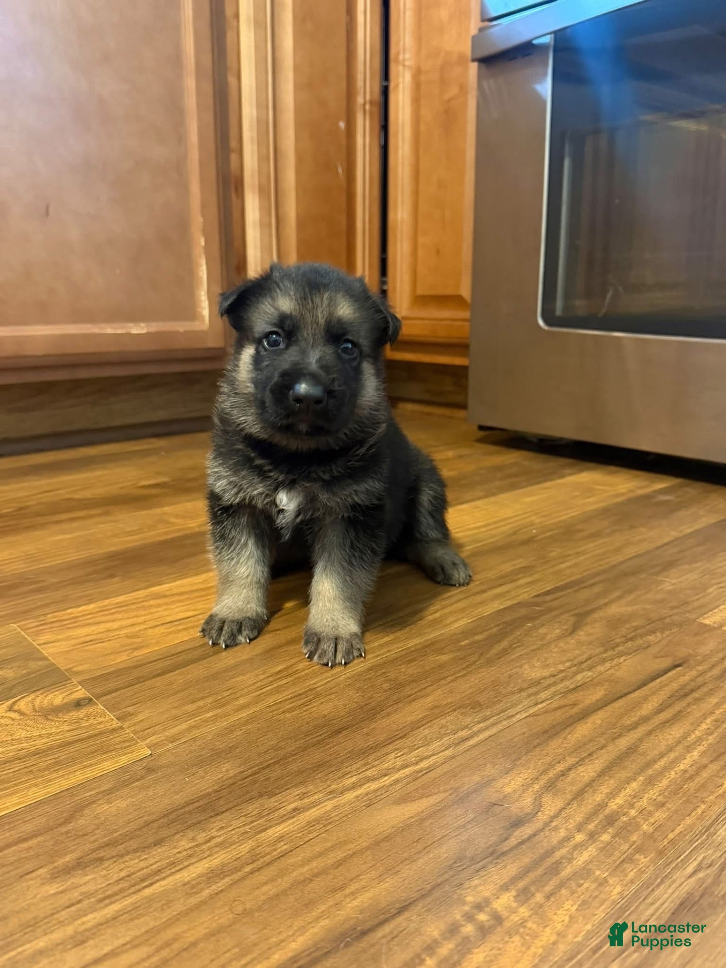 German Shepherd dogs German Shepherd 1 - Ad 20