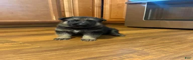 German Shepherd 1