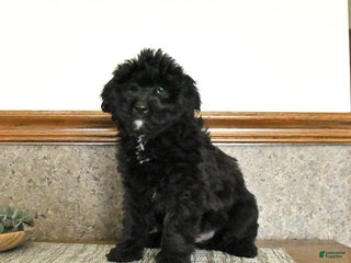 Mini Goldendoodle dogs Scotty - Ad 36