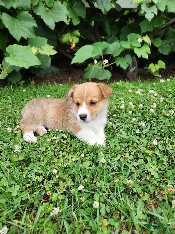 Welsh Corgi Pembroke dogs Adam - Ad 1