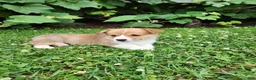 Welsh Corgi Pembroke dogs for sale: Adam - Ad 1