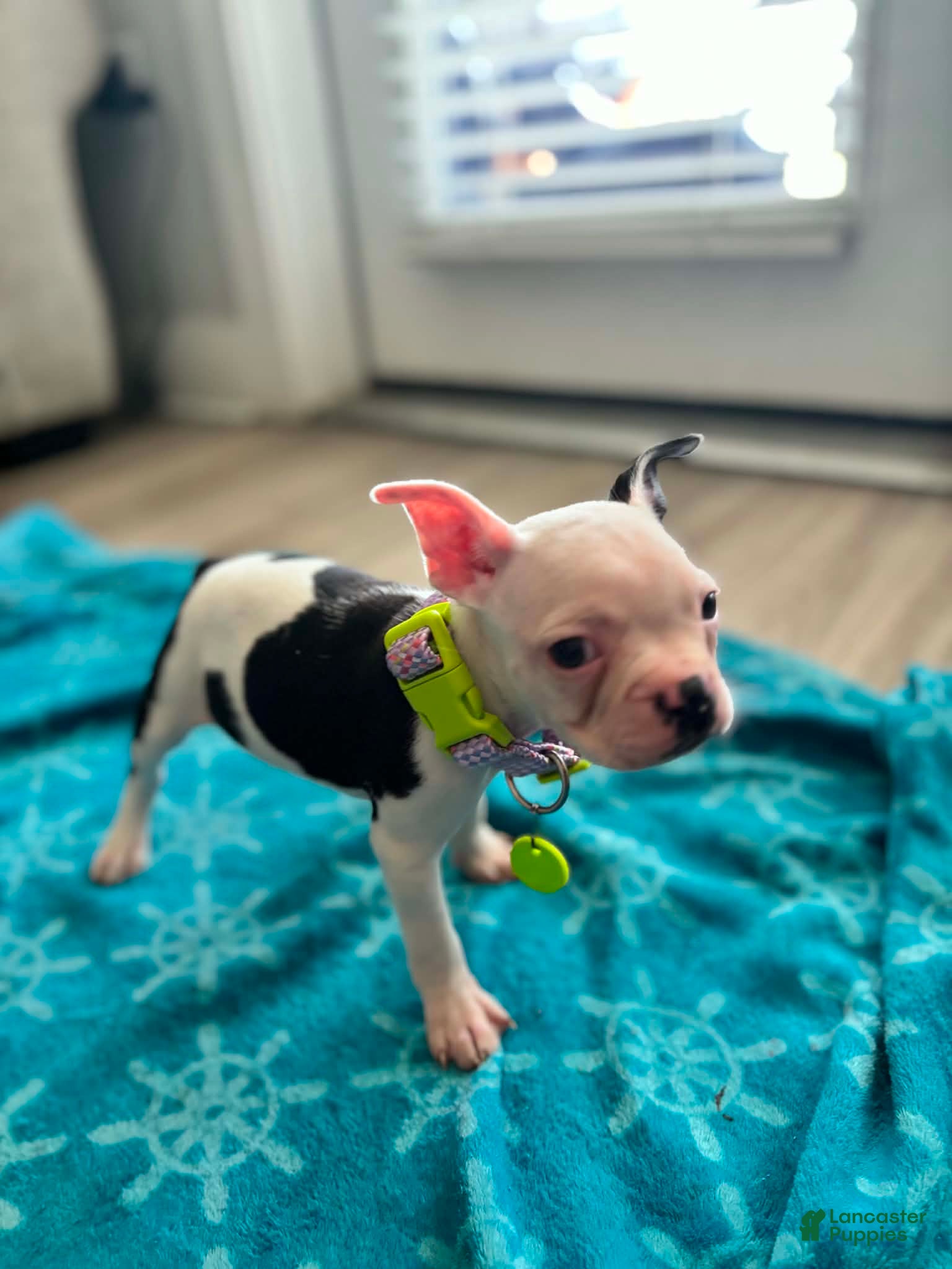 Boston Terrier Puppy 3