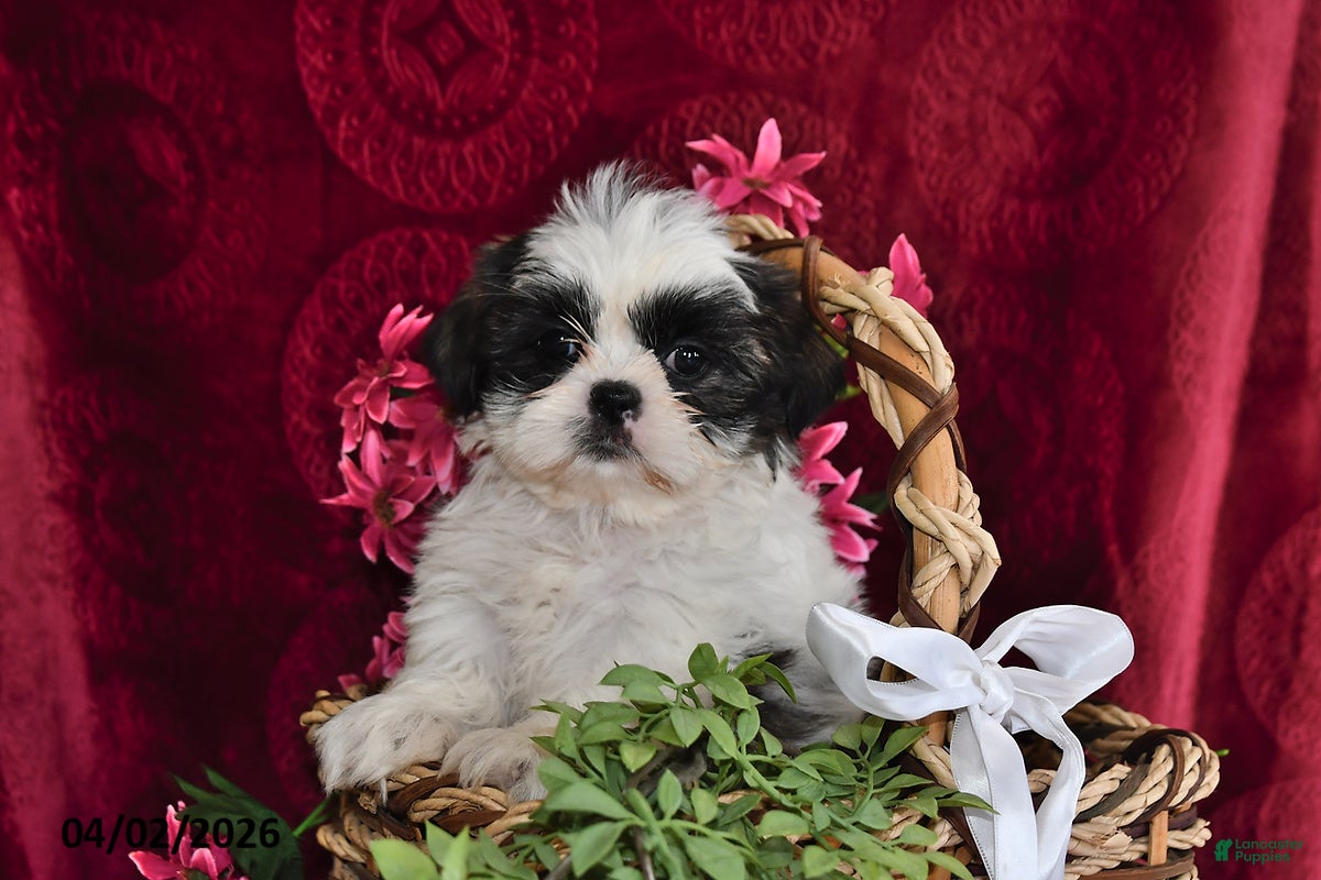 Shih Tzu dogs Shayla - Ad 2