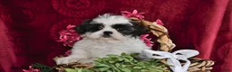 Shih Tzu dogs for sale: Shayla - Ad 2