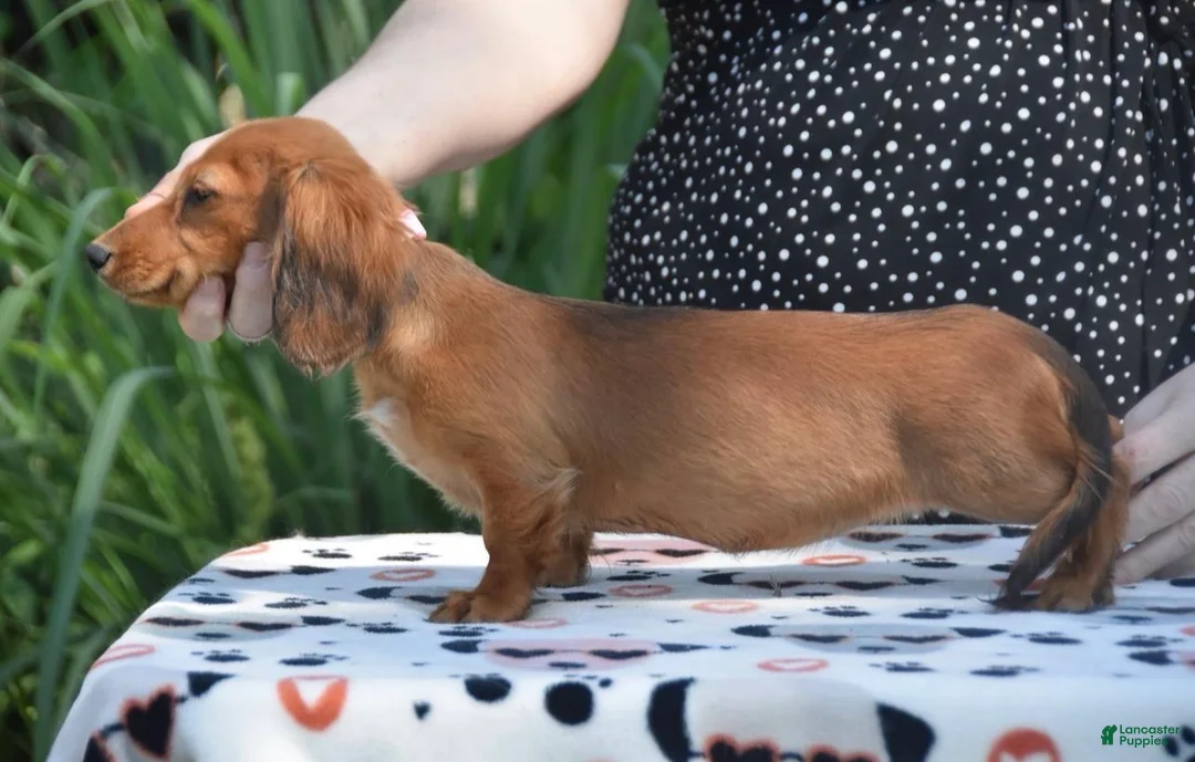 Dachshund dogs for sale: Pixie - Ad 1