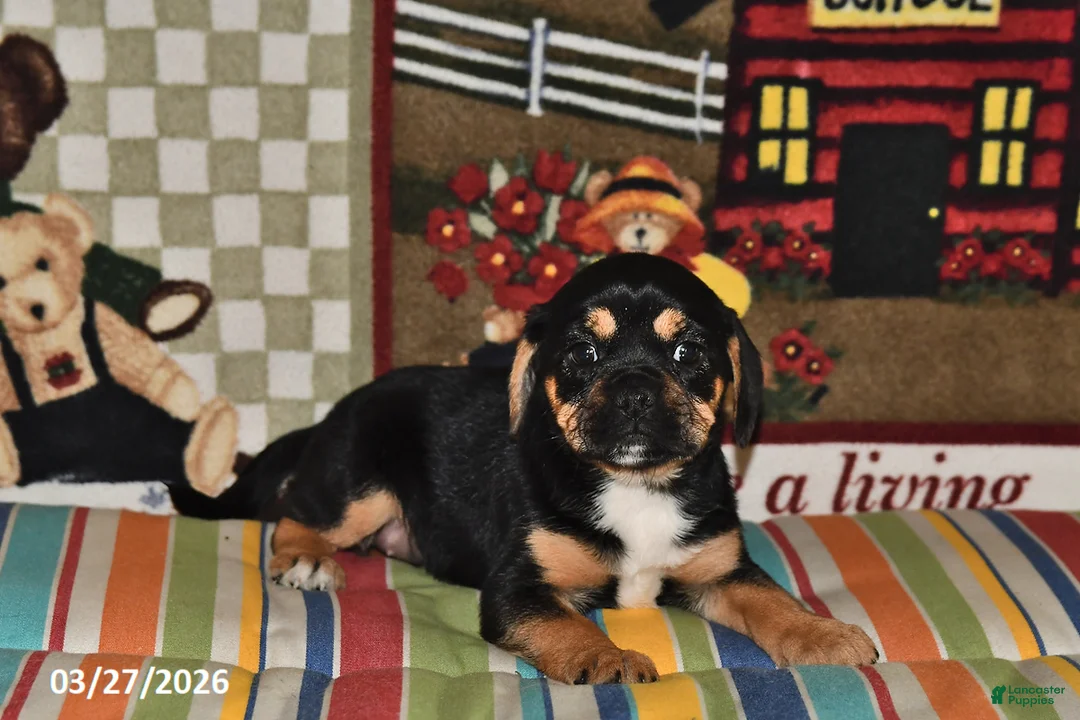 Puggle dogs for sale: Rosie - Ad 5