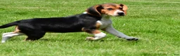 Beagle dogs for sale: Macy - Ad 10