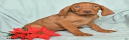 Vizsla dogs for sale: Riley - Ad 3