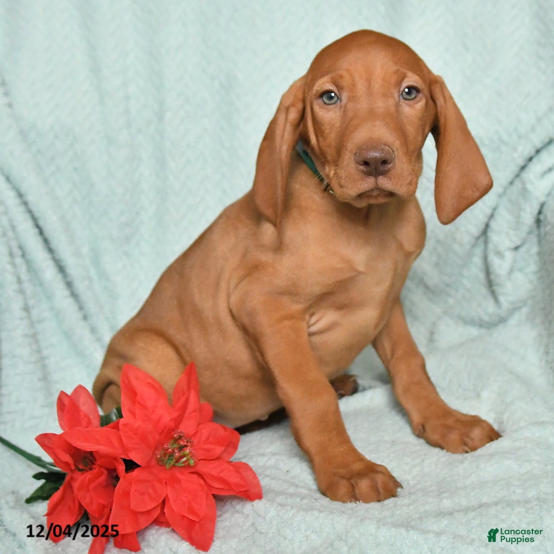 Vizsla dogs for sale: Riley - Ad 3