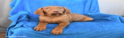 Vizsla dogs for sale: Rusty - Ad 2