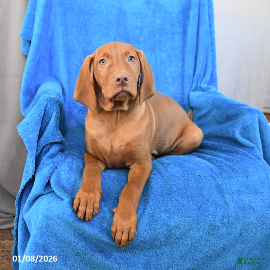 Vizsla dogs for sale: Rusty - Ad 2