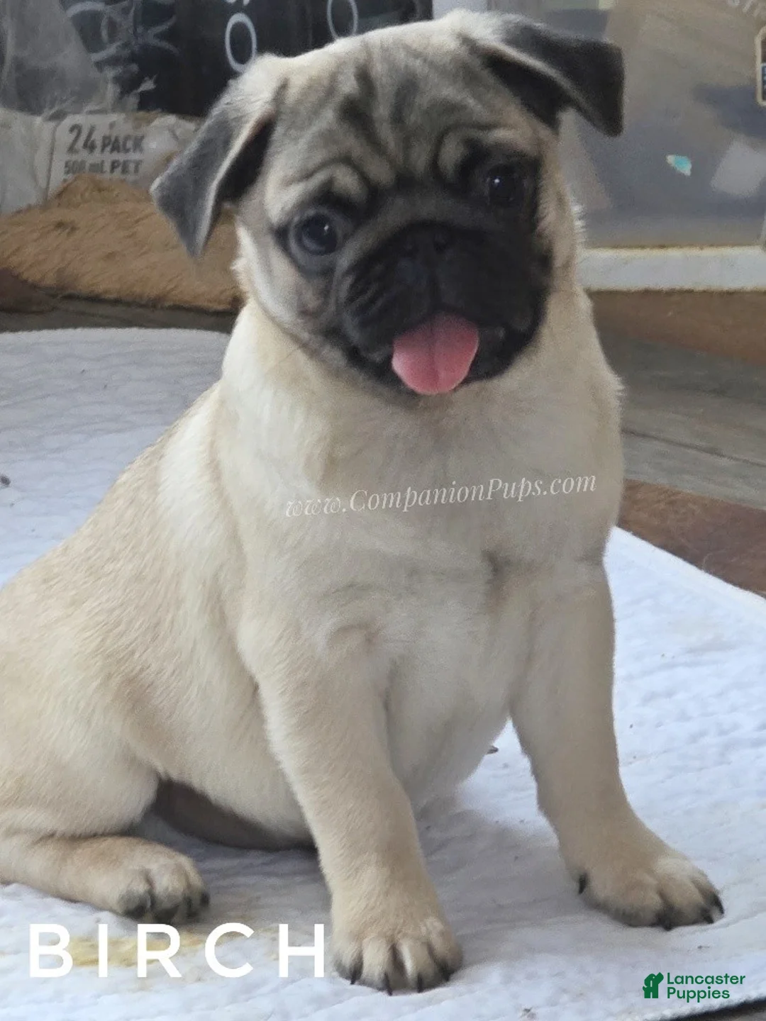 Pug dogs for sale: Birch Bright Fawn Pug Puppy - Ad 2