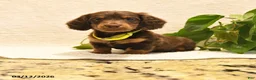 Miniature Dachshund dogs for sale: Waylan - Ad 1