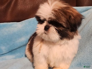 Shih Tzu dogs Shih Tzu Puppy 5 - Ad 12