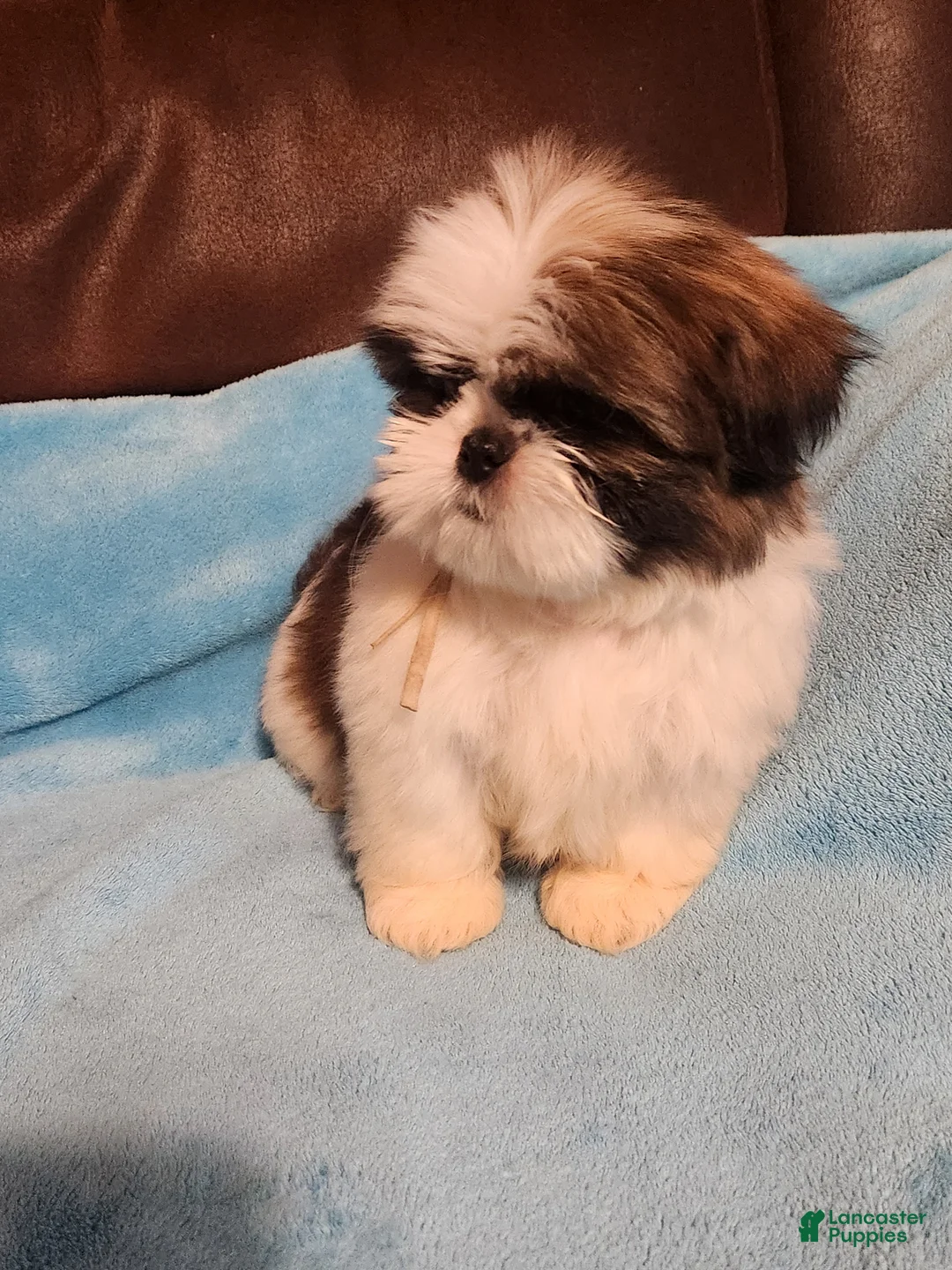 Shih Tzu dogs for sale: Shih Tzu Puppy 5 - Ad 1