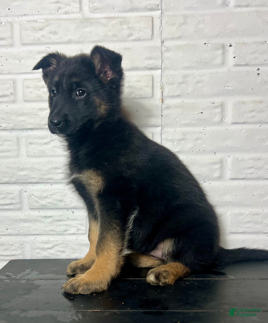 German Shepherd dogs for sale: Dory - Ad 5