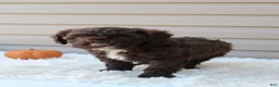 Cavapoo dogs for sale: Jasper - Ad 12