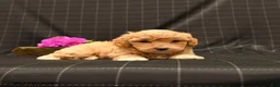 Maltipoo dogs for sale: Huck - Ad 4