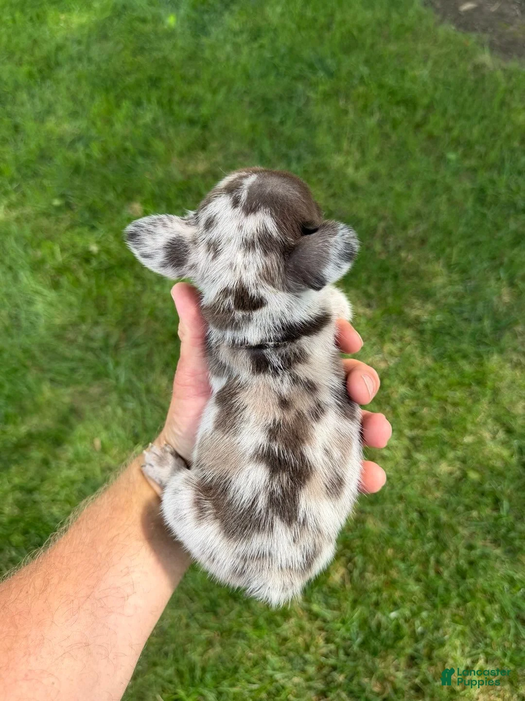 French Bulldog dogs for sale: Large Female Isabella Merle Puppy - Ad 27