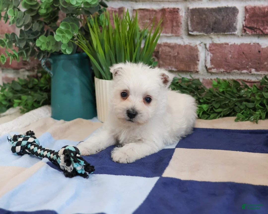 West Highland Terrier dogs for sale: Stefan - Ad 2