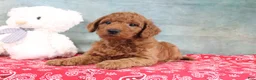 Mini Goldendoodle dogs for sale: Daffodil - Ad 3