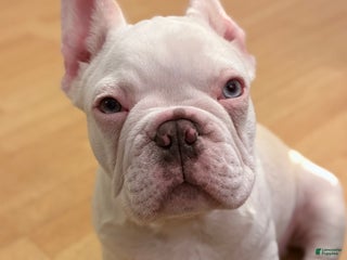 French Bulldog dogs - Ad 1