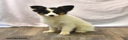 Papillon dogs for sale: Sphnix - Ad 4