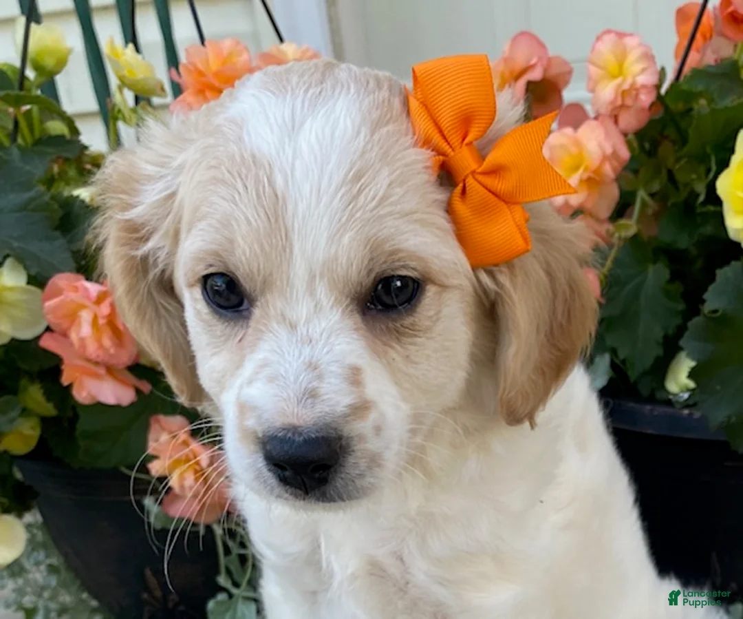 Mini Goldendoodle dogs for sale: Sunshine - Ad 1