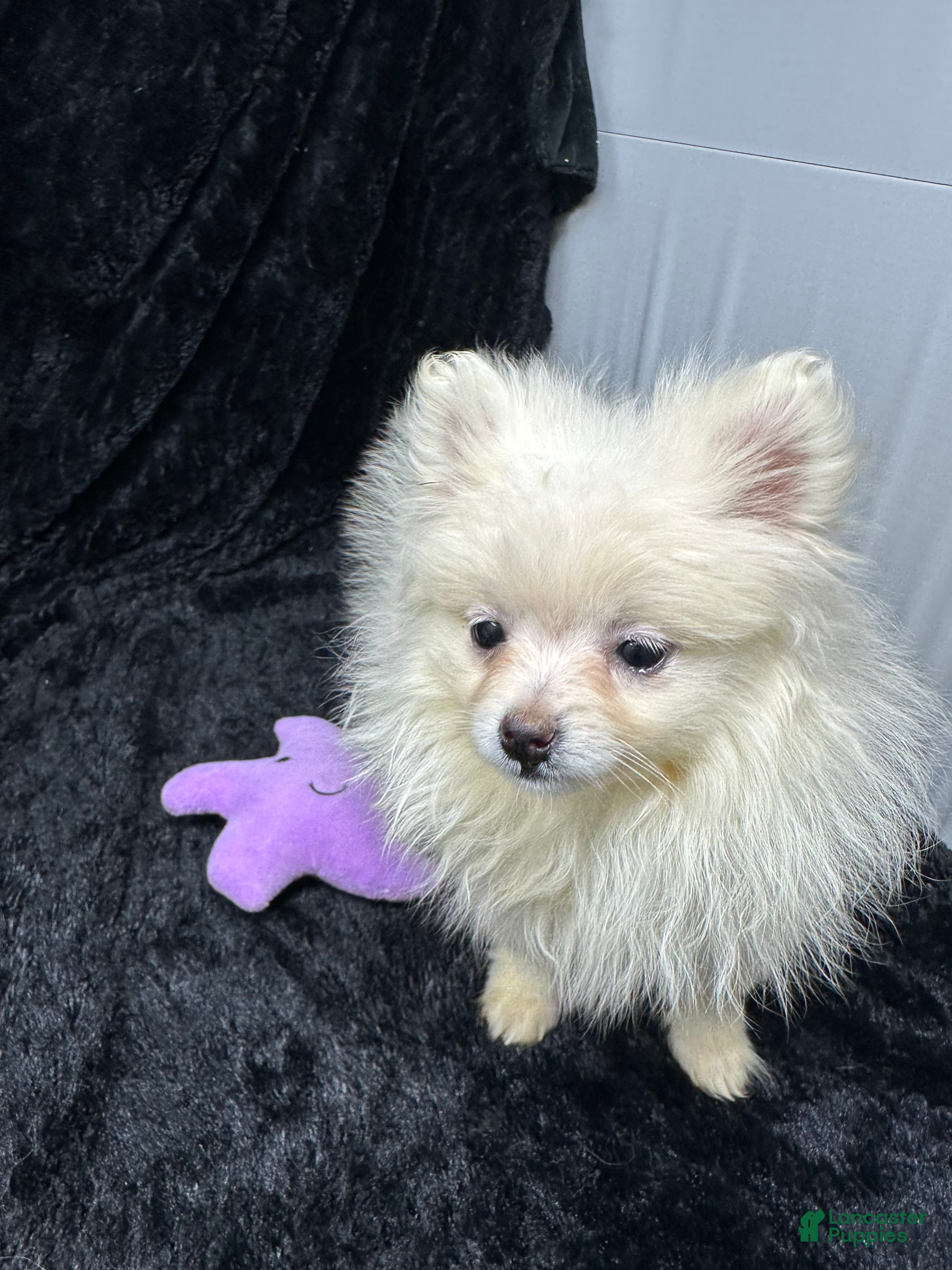 Pomeranian dogs Casper - Ad 1