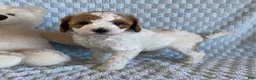 Cavapoo dogs for sale: Cheesecake - Ad 5
