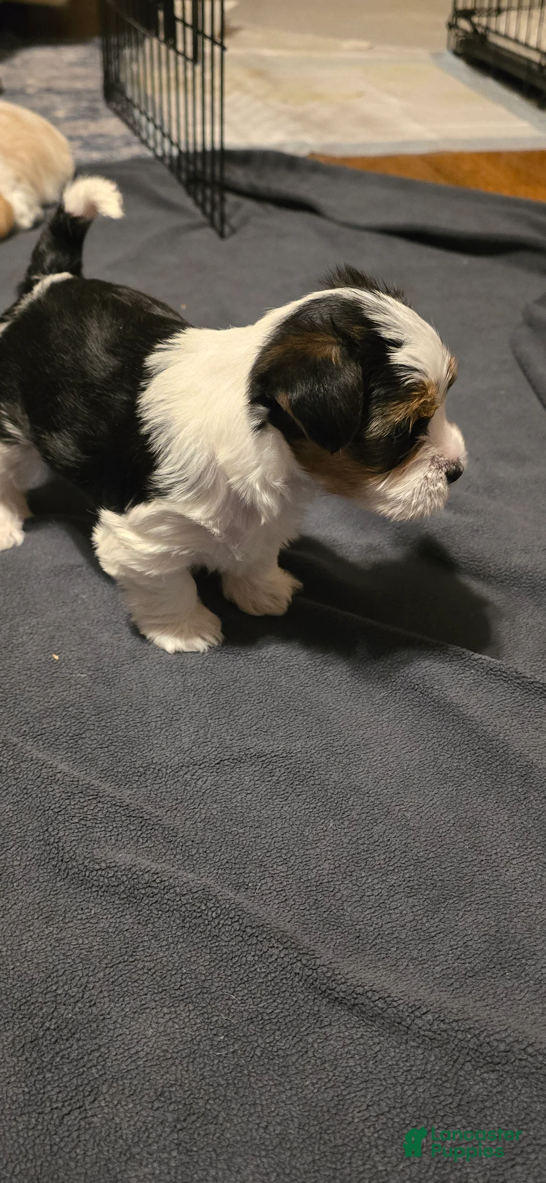 Morkie dogs for sale: Panda - Ad 5