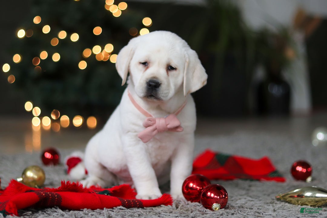 Labrador Retriever dogs for sale: Besty - Ad 5