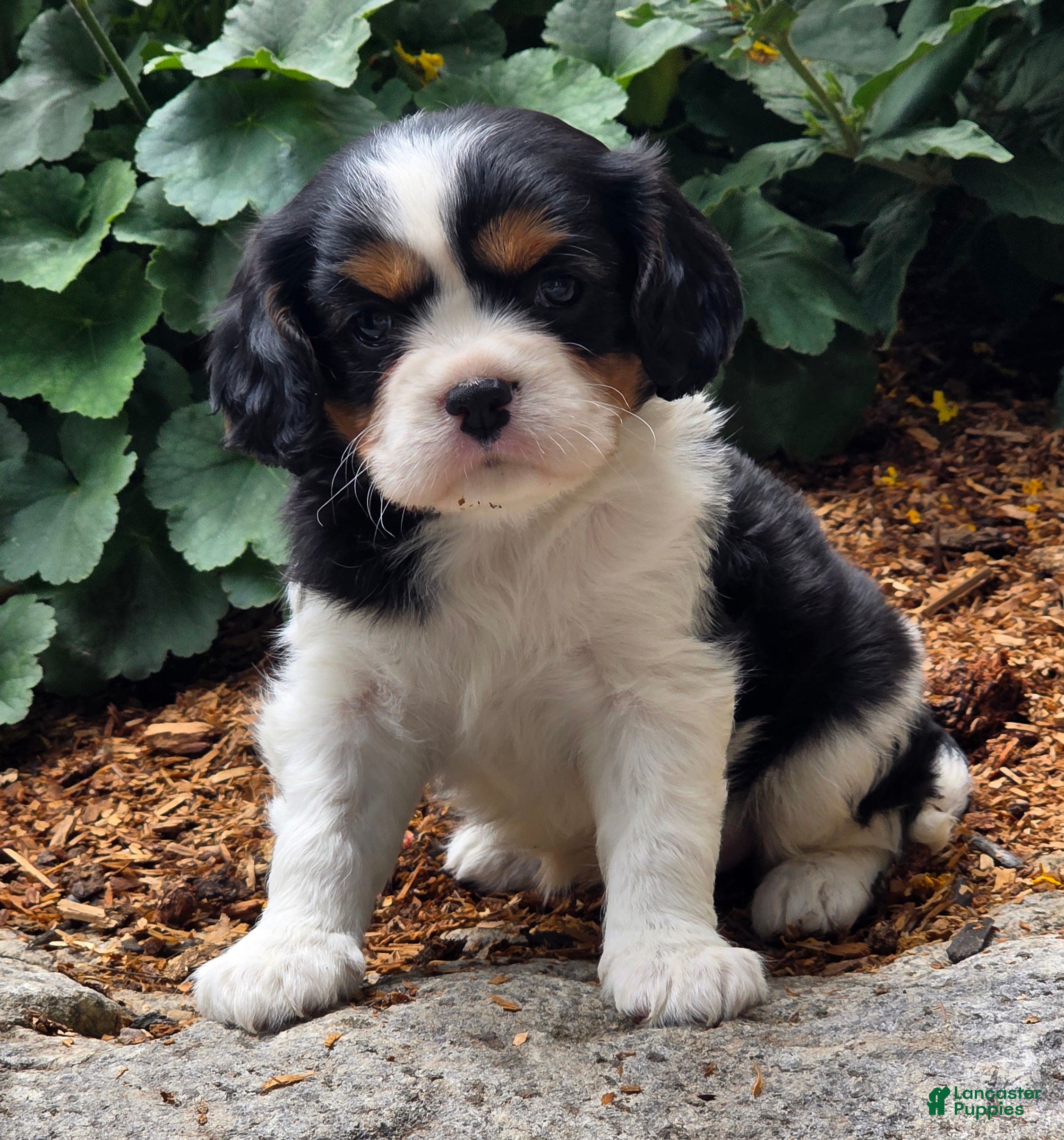 Cavalier King Charles Spaniel dogs Peony - Ad 2