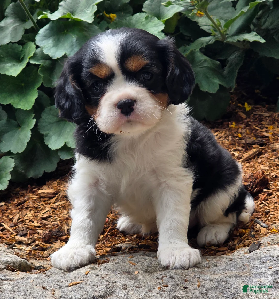 Cavalier King Charles Spaniel dogs for sale: Peony - Ad 2
