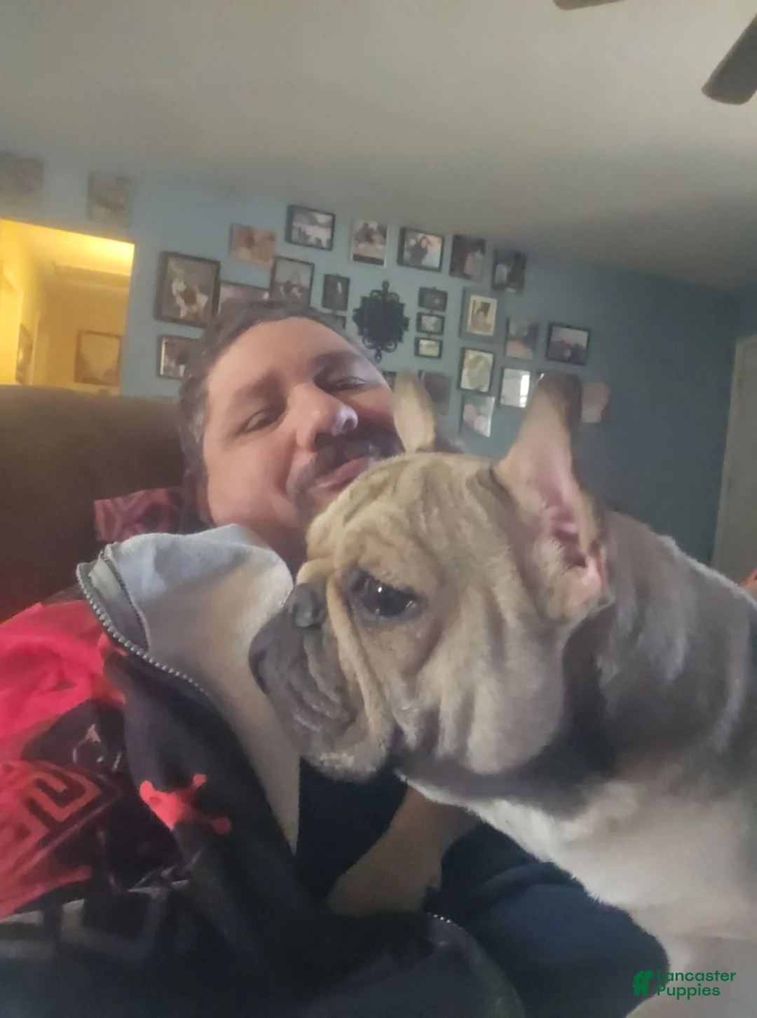 French Bulldog dogs for sale: French Bulldog Puppy 1 - Ad 3