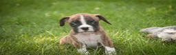 Boxer dogs for sale: Rhett - Ad 4