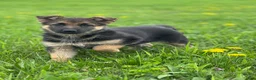 German Shepherd dogs for sale: Lemon - Ad 4