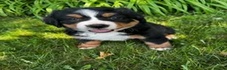 Bernese Mountain Dog dogs for sale: Annie - Ad 4