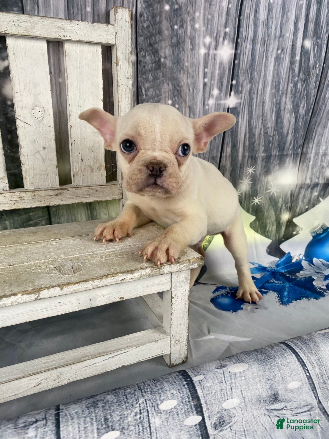 Mixed Breed dogs for sale: Bobby - Ad 1