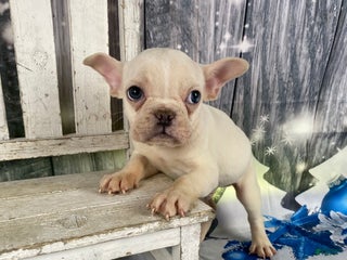 Mixed Breed dogs Bobby - Ad 3