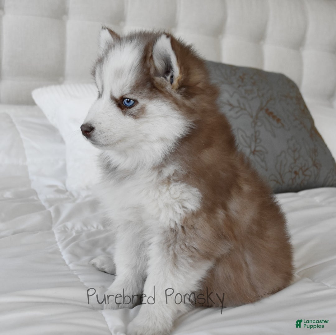 Pomsky dogs for sale: Winston - Ad 2