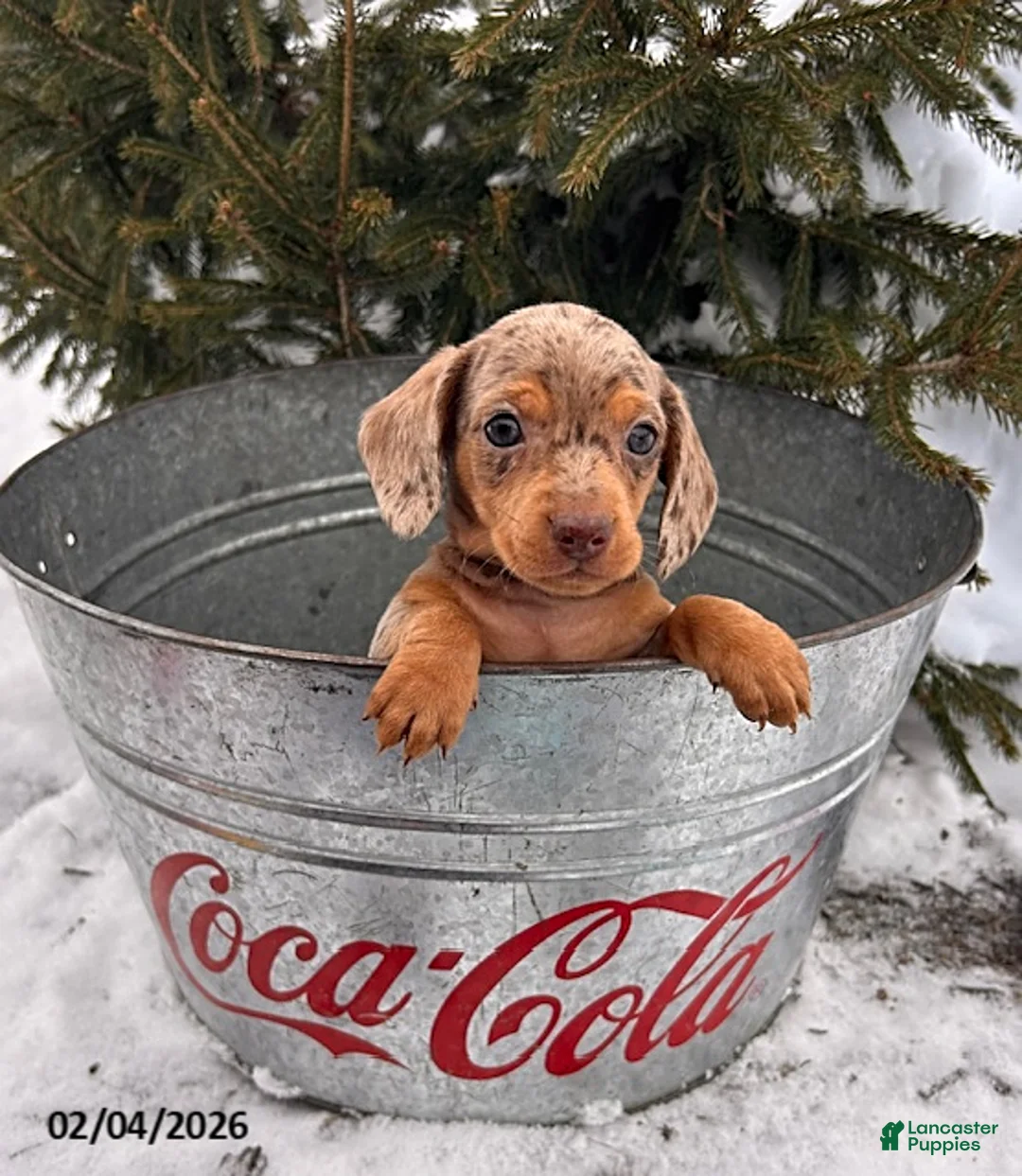 Miniature Dachshund dogs for sale: Crew - Ad 1