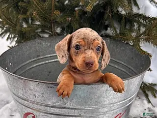 Miniature Dachshund dogs Crew - Ad 36